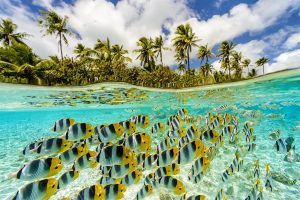 le-taha-a-by-pearl-resorts-snorkelling-coral-garden_1