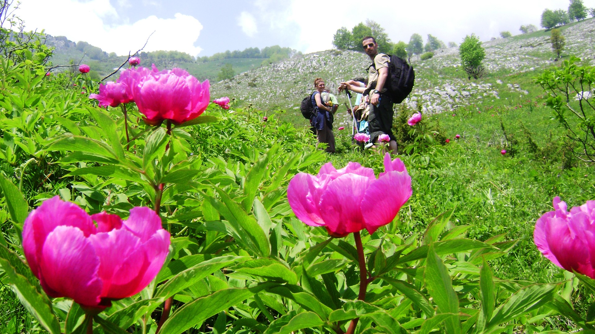 Hikers among wildflowers in the Rugova Mountains, Kosovo