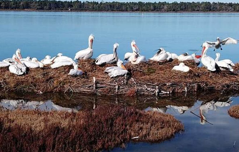 DIVJAKE–KARAVASTA LAGOON DAY TOUR