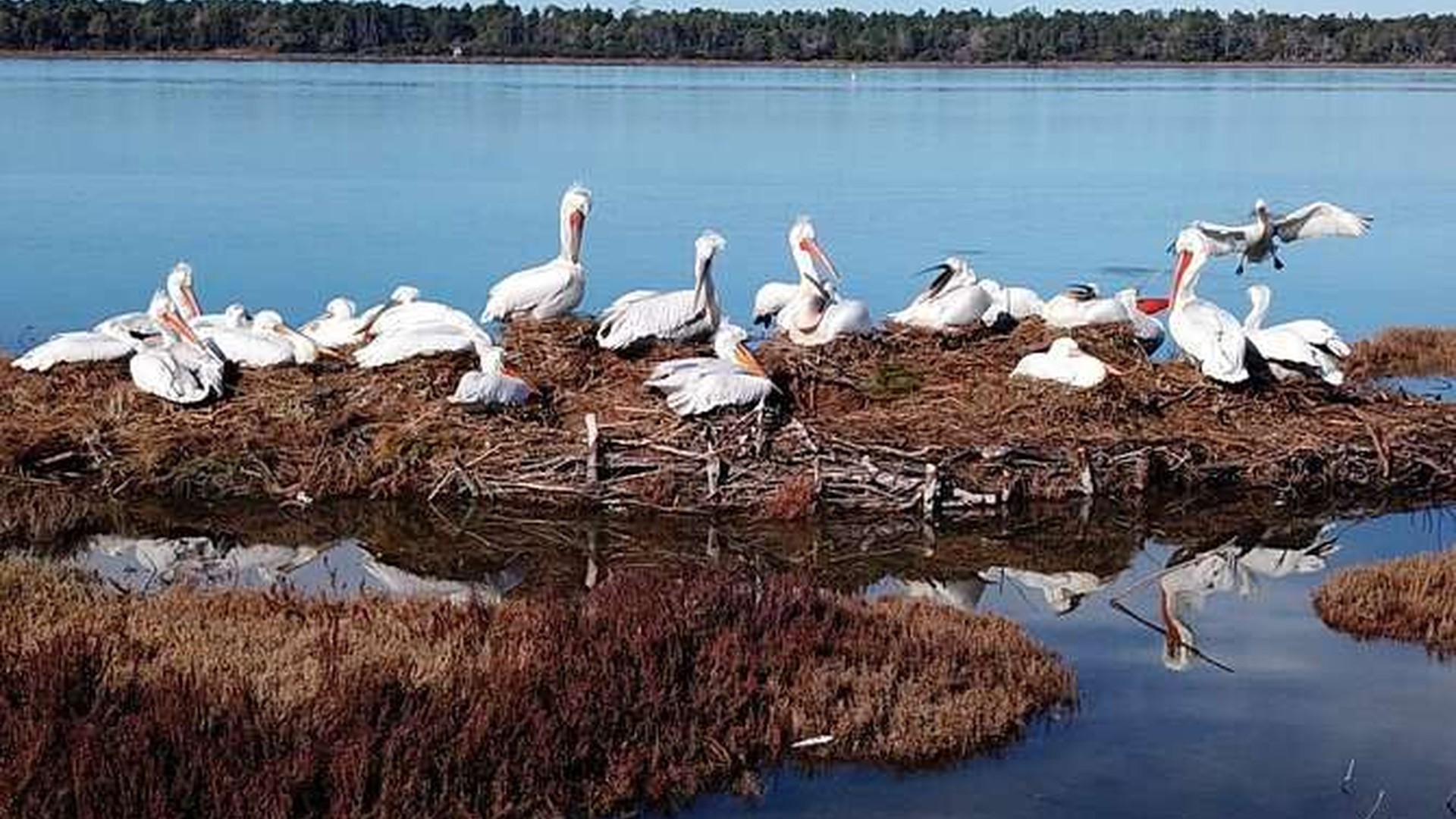 Dalmatian pelicans at Karavasta Lagoon, Albania