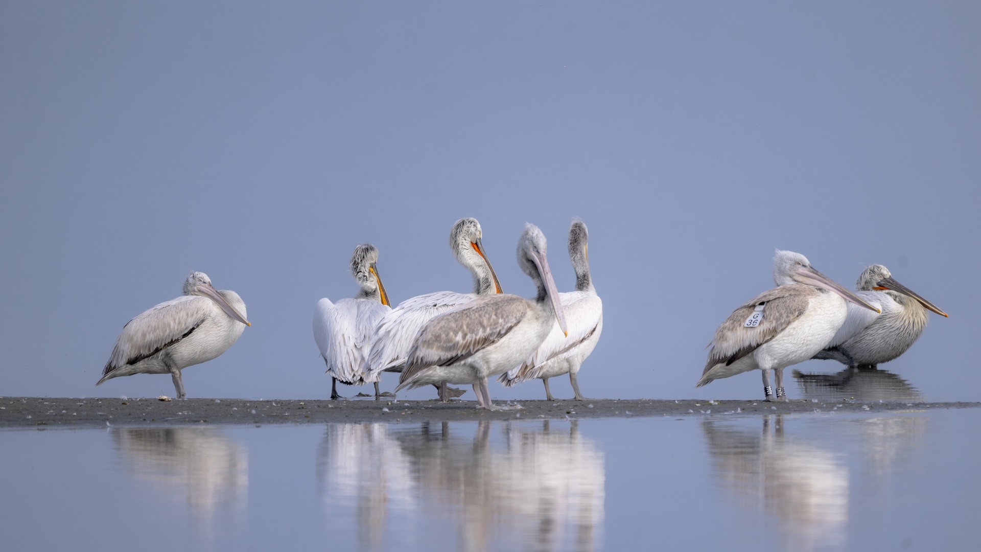 Dalmatian pelicans in Divjake-Karavasta National Park