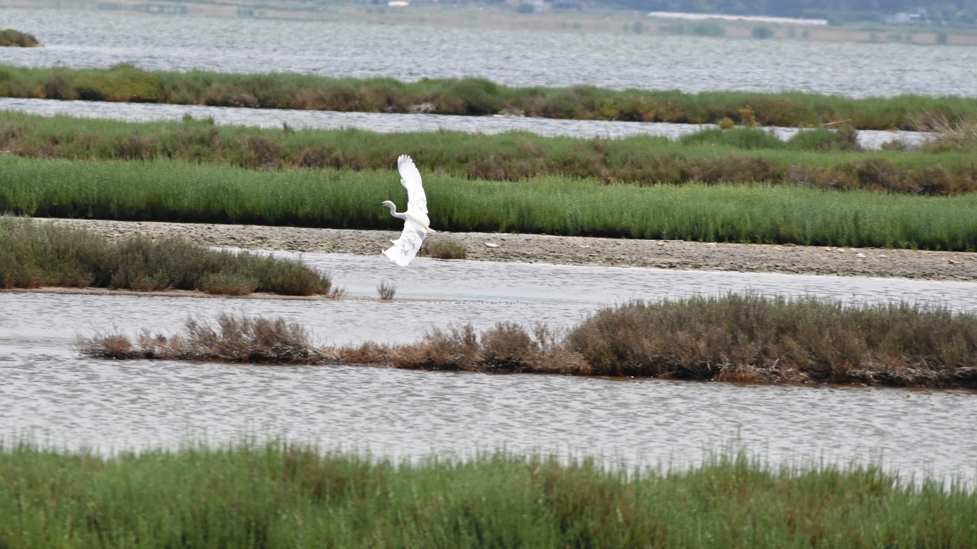 Wetland habitat and birdlife at Karavasta Lagoon