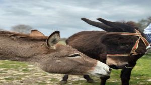 DONKEY TRAIL & MILKING DELIGHT