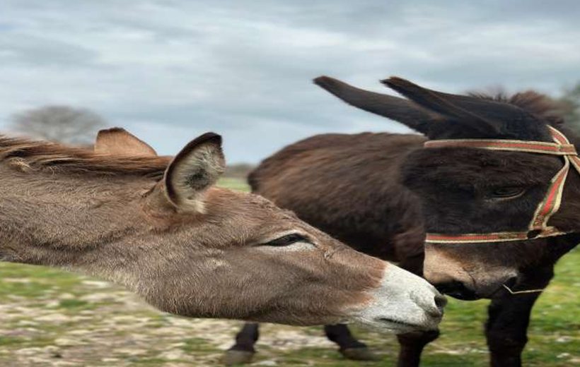 DONKEY TRAIL & MILKING DELIGHT