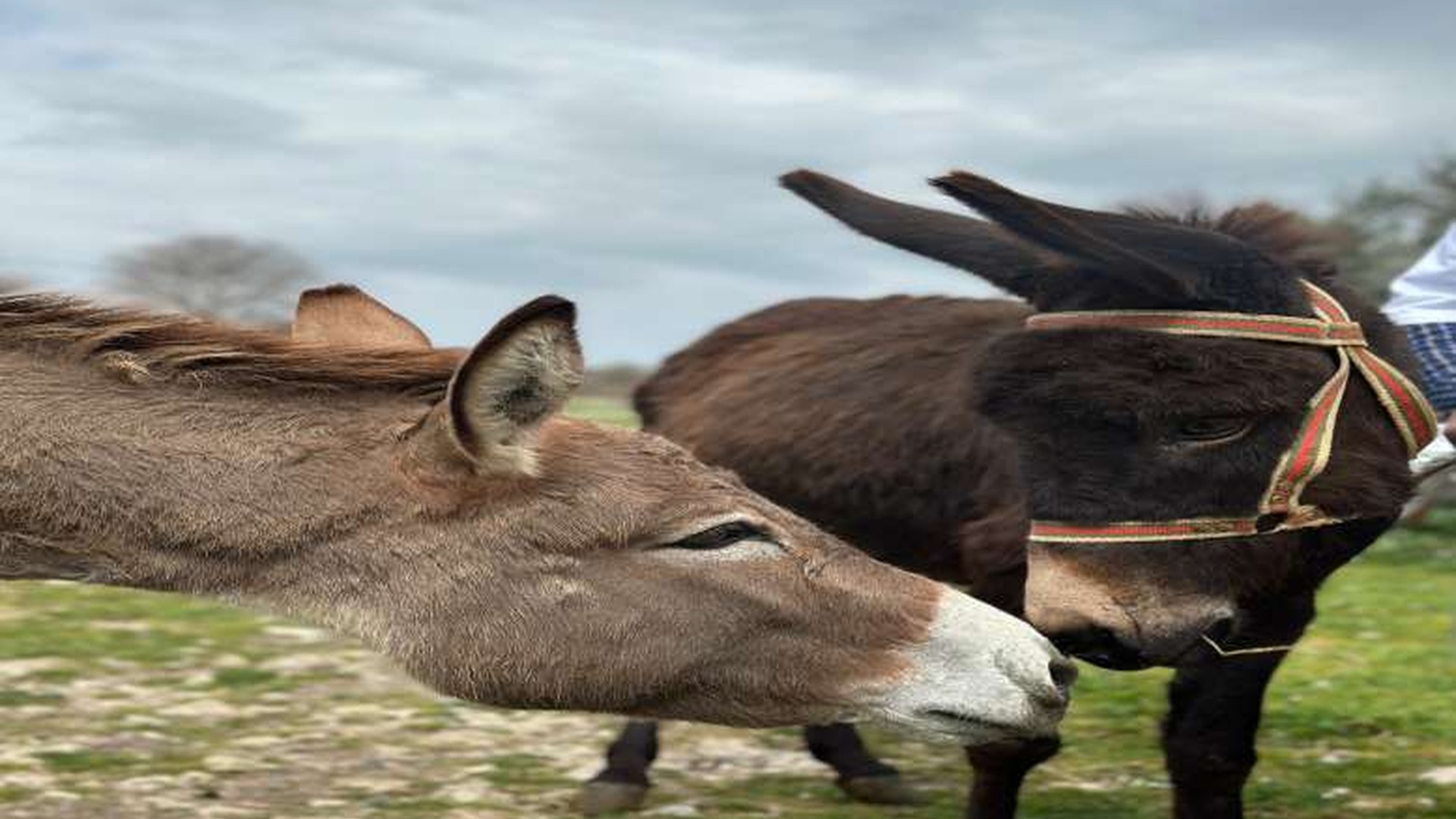 Donkeys at the countryside farm used for the walking experience