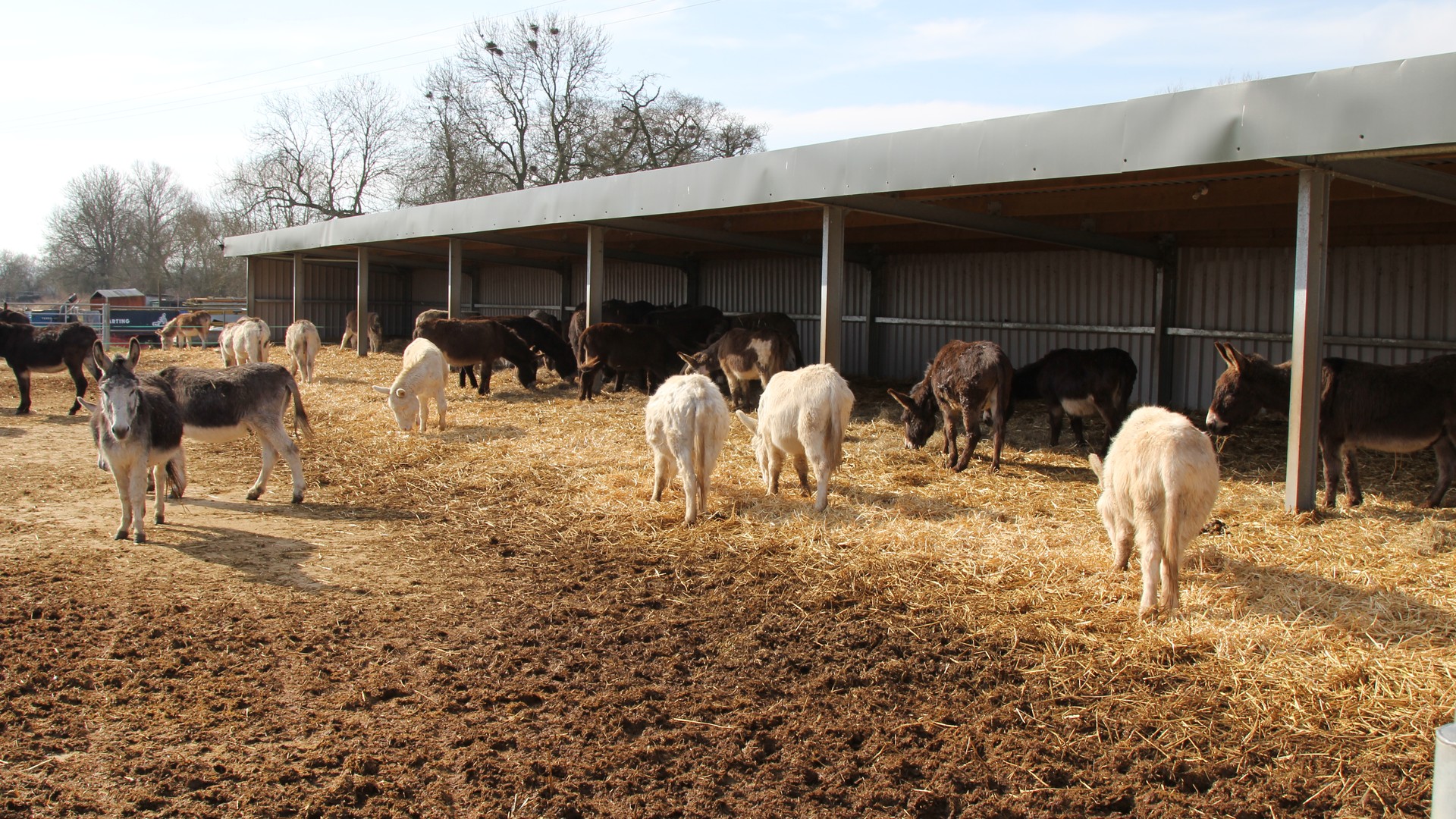 A peaceful donkey sanctuary in the countryside