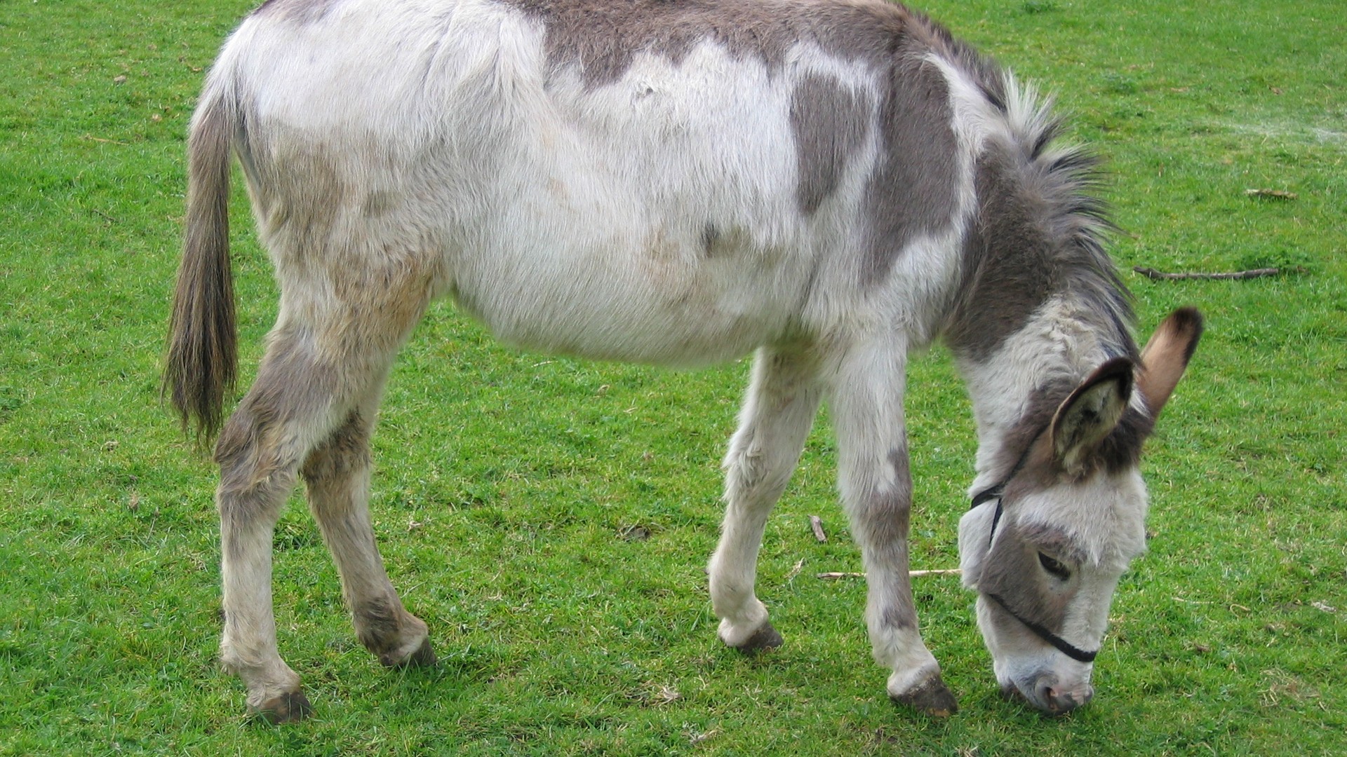 A friendly donkey grazing at a rural farm