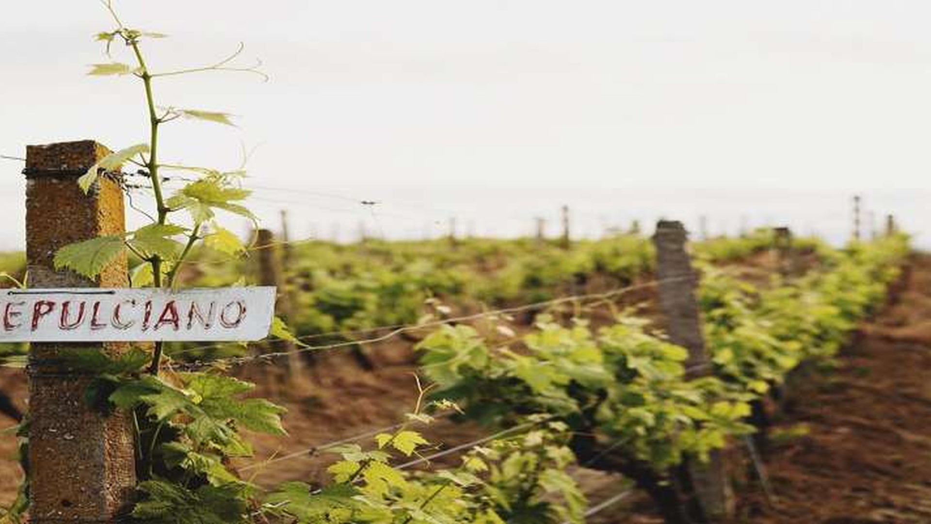Vineyard scenery associated with the Skenderbeu cognac experience