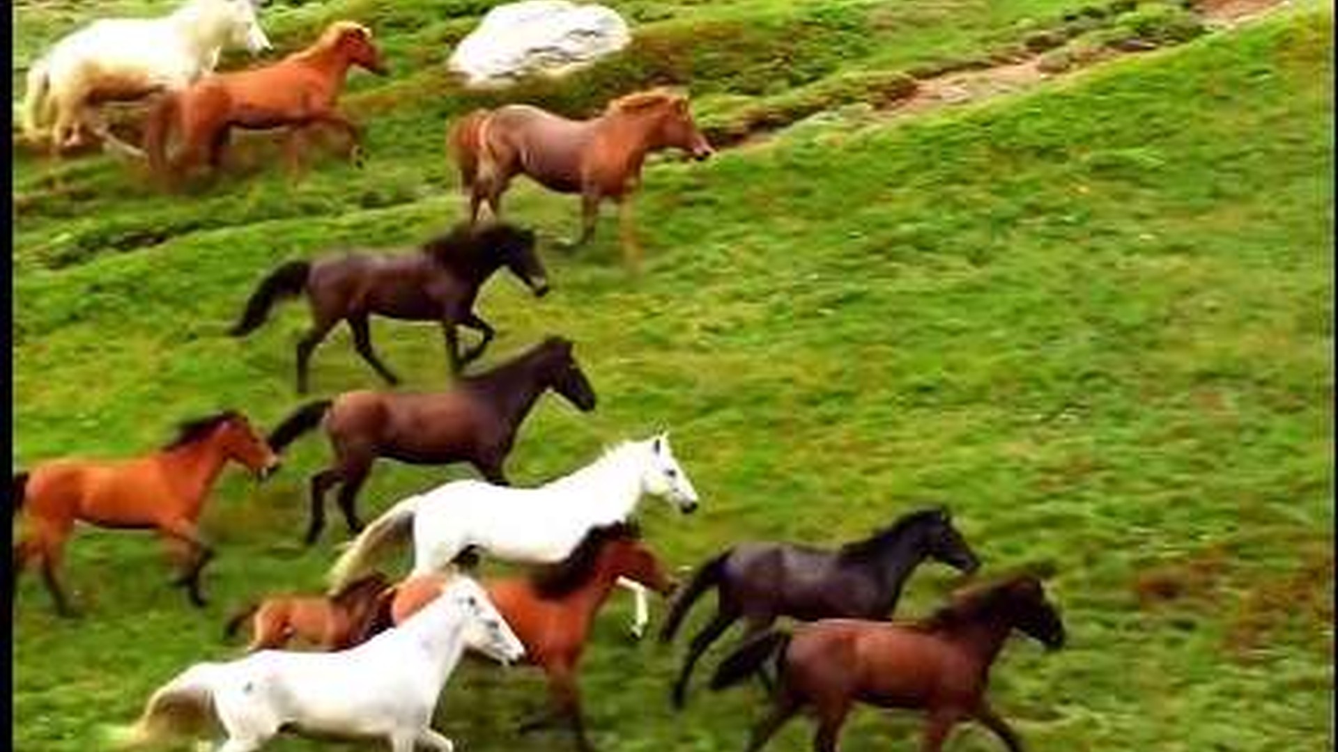Horses grazing beside the Trail of Colours in the Kukes mountains